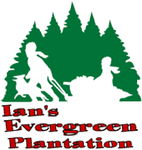 ians_evergreen_med.gif
