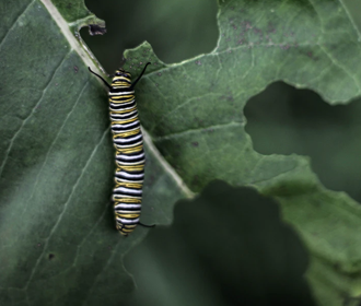 caterpillar.png