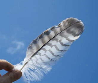 feather.png