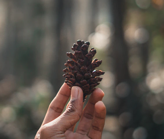 pinecone.png