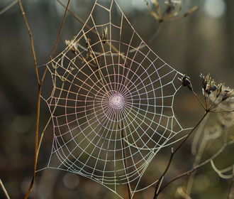 spiderweb.png