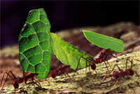 ants