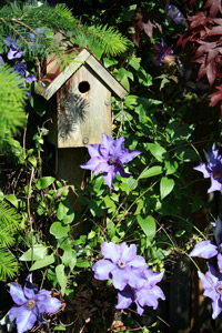 birds1