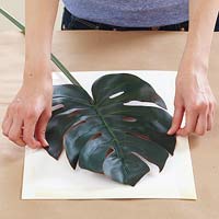 botanical2