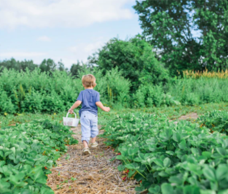 strawberrypicking