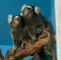 littlerays_2