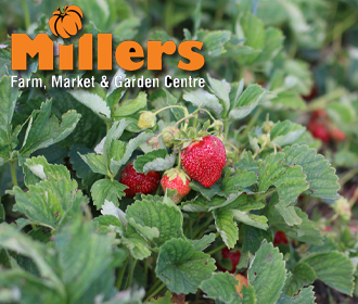 strawberries millersfarm