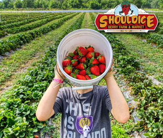 strawberries shouldice