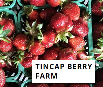 strawberries tincap